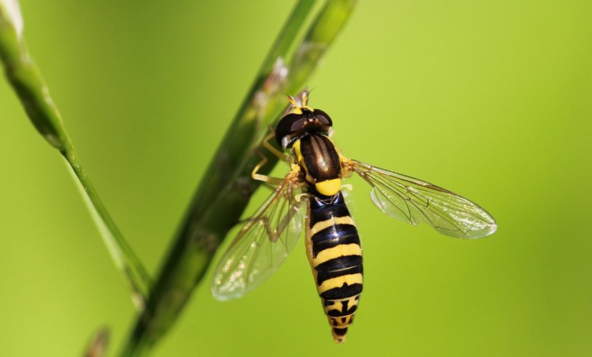 Журчалка Журчалка