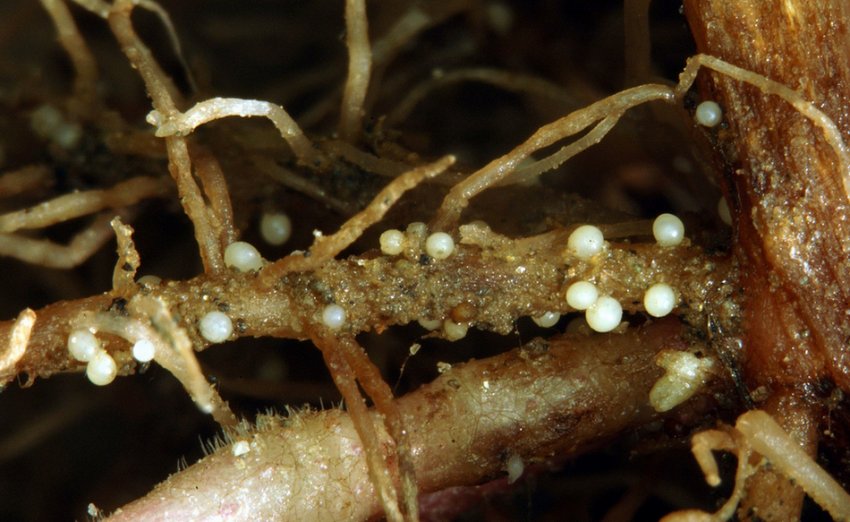 Нематоди Нематоди