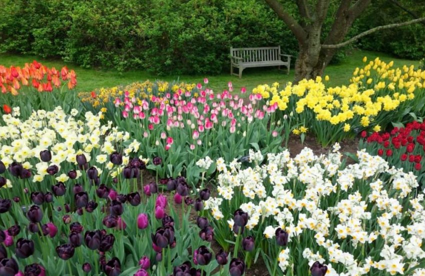 Тюльпани в ландшафтному дизайні Тюльпани в ландшафтному дизайні