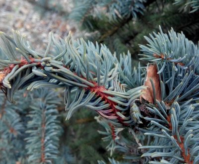 Хвороби блакитний їли: опис і лікування