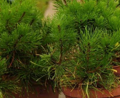 Вирощування гірської сосни з живців і насіння