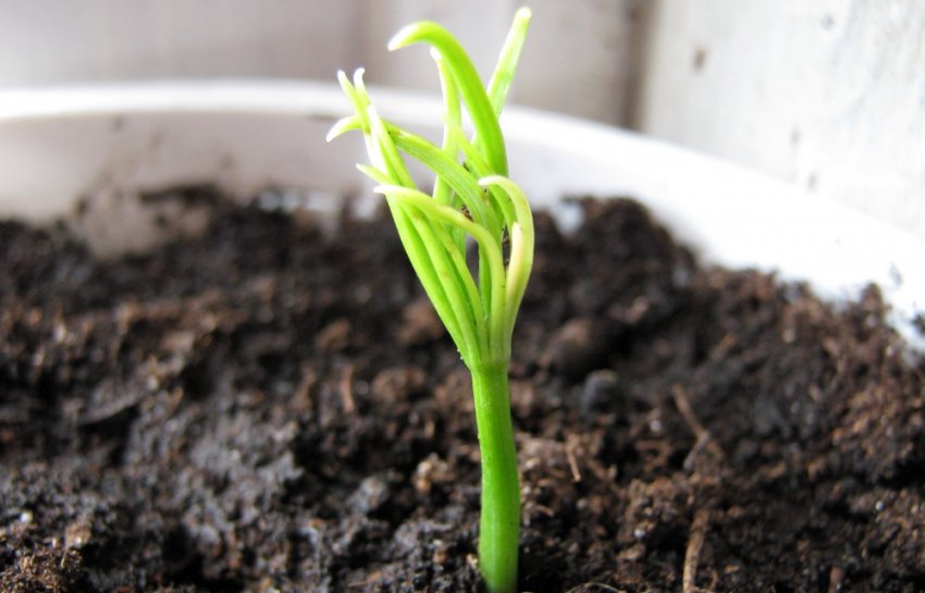 Сходи сосни