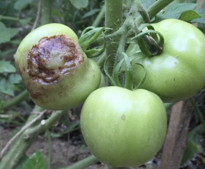 Чому чорніють плоди помідорів і що при цьому робити