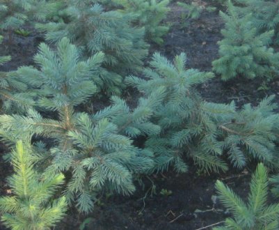 Вирощування блакитний їли з насіння