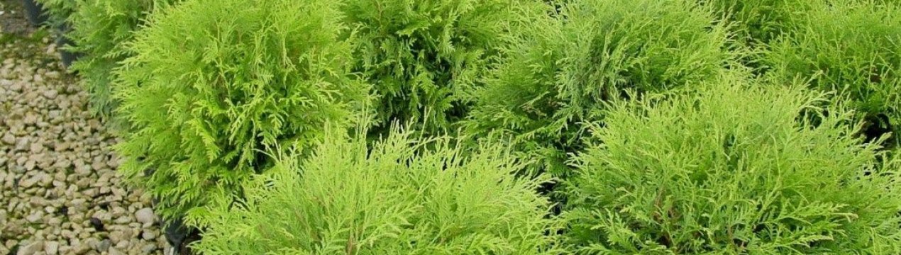 Популярні сорти туї західної, посадка і догляд за ними
