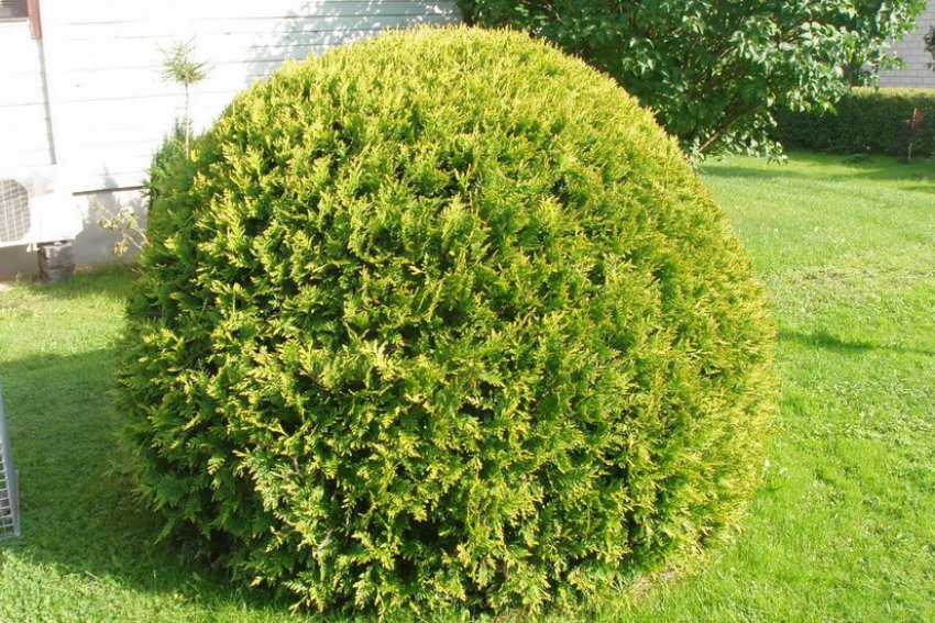 Туя Голден Глоб Туя Голден Глоб