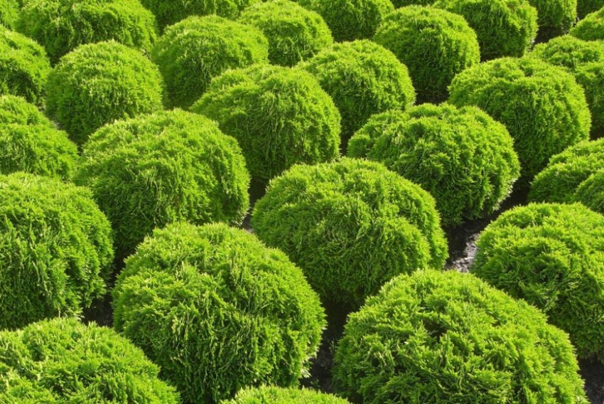 Туя Даніка Туя Даніка