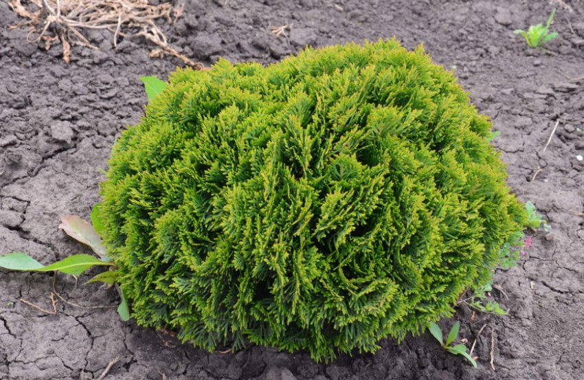 Глобоза Глобоза