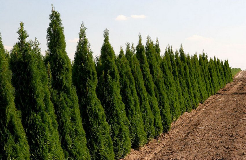 Брабант Брабант