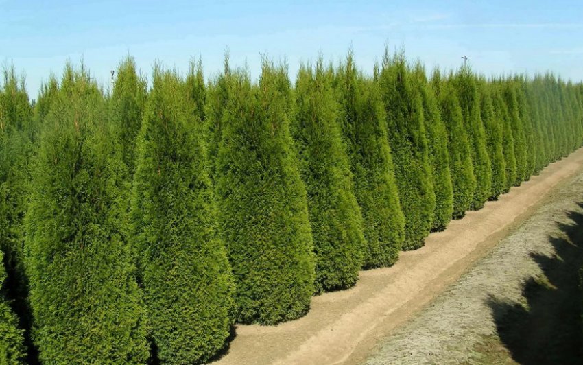 Смарагд Смарагд