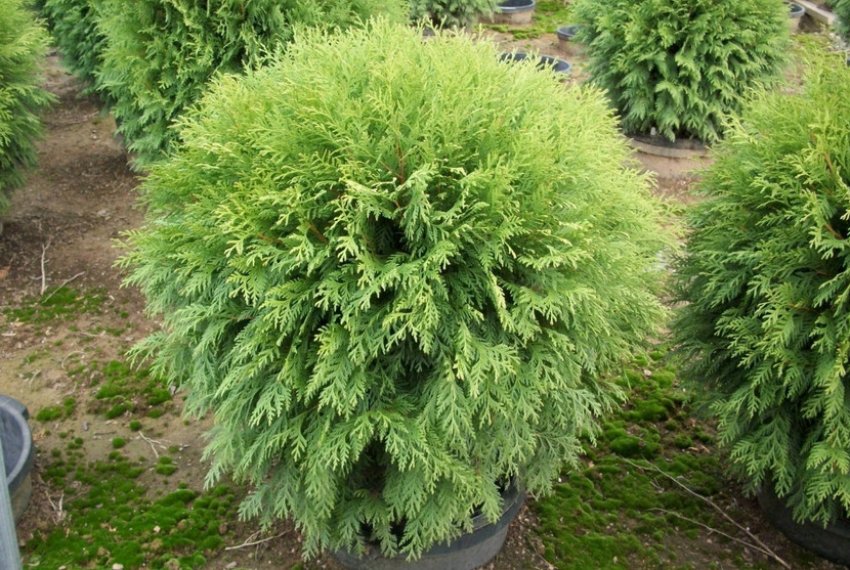 Вудварди Вудварди