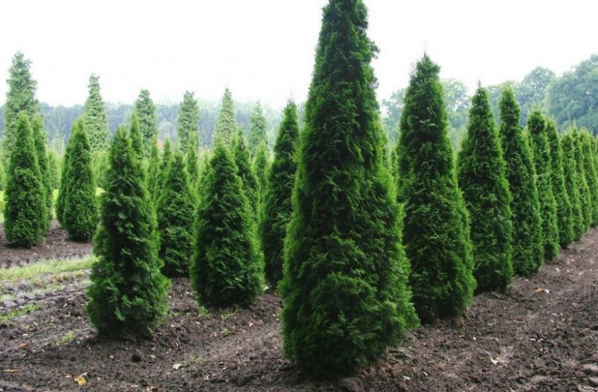 Колумна Колумна