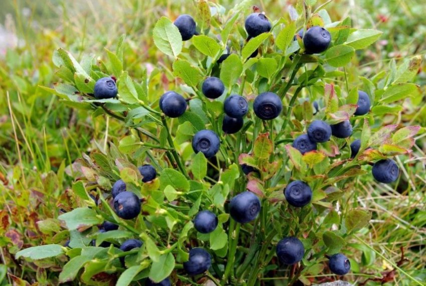 Ягоди чорниці Ягоди чорниці