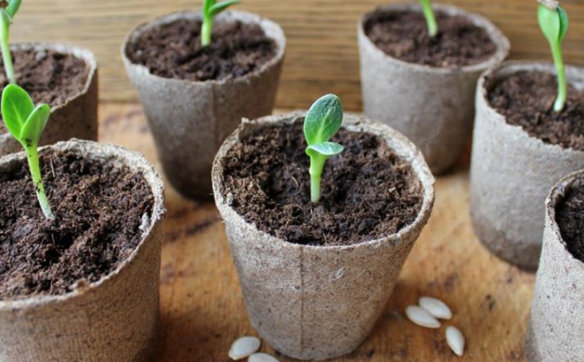 Розсада огірків Розсада огірків