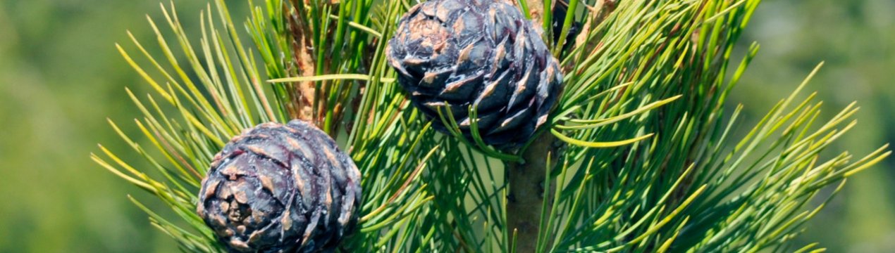 Посадка і догляд за європейської кедрової сосни