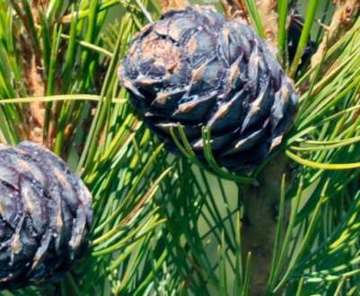 Посадка і догляд за європейської кедрової сосни