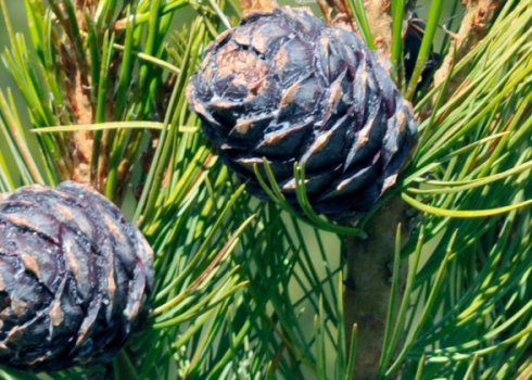 Посадка і догляд за європейської кедрової сосни