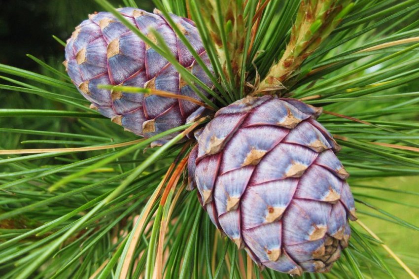 Шишки сосни кедрової європейської Шишки сосни кедрової європейської