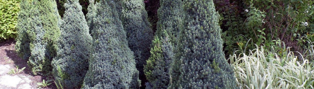 Опис їли Сандерс Блю