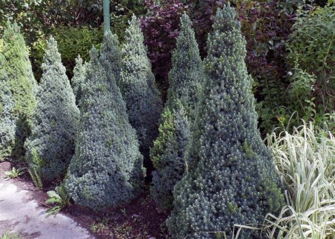 Опис їли Сандерс Блю