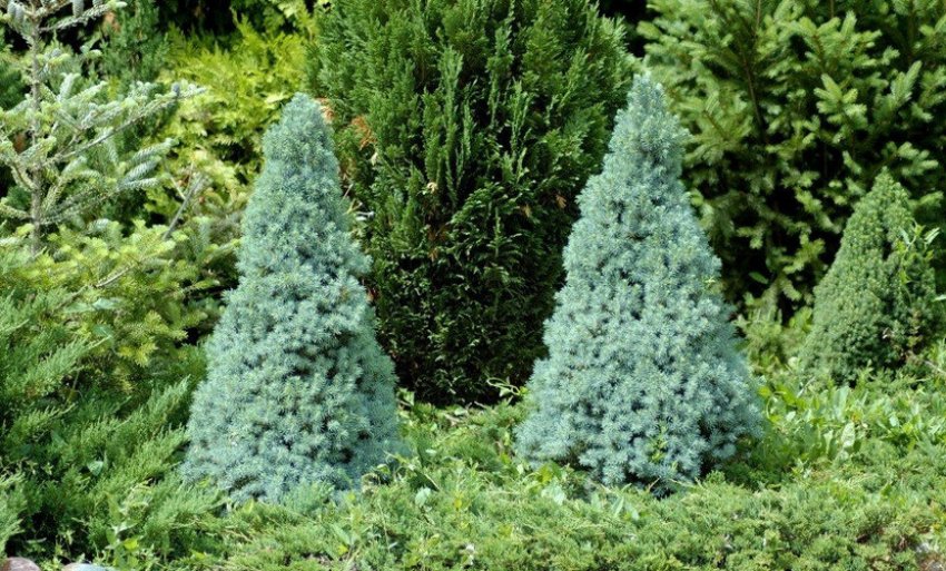 Ялина Сандерс Блю