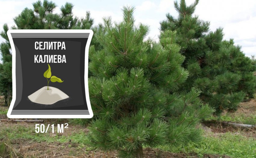 Підживлення сосни Підживлення сосни