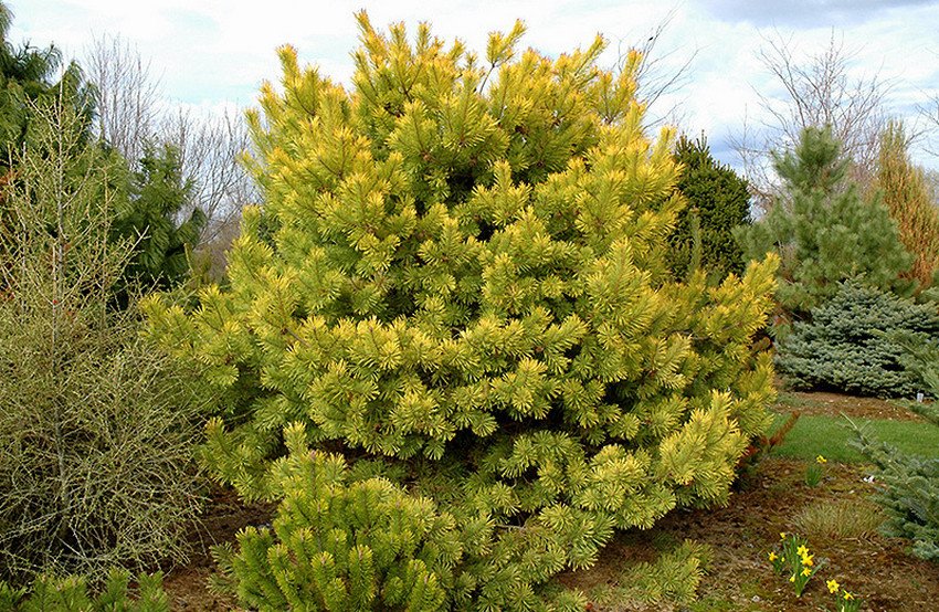 Сосна Аурея Сосна Аурея