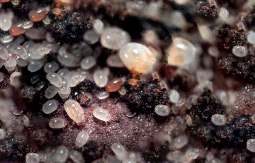 Цибульні кліщі Цибульні кліщі