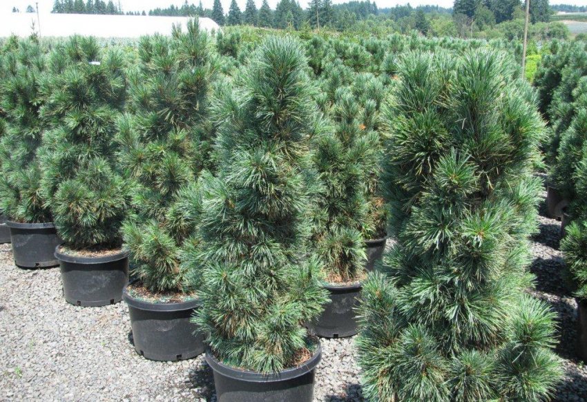 Сосна кедрова Клаука Компакта Сосна кедрова Клаука Компакта