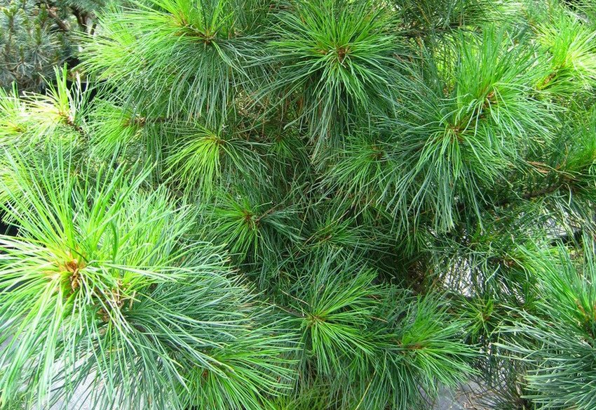 Кедрова сосна Пигмея Кедрова сосна Пигмея