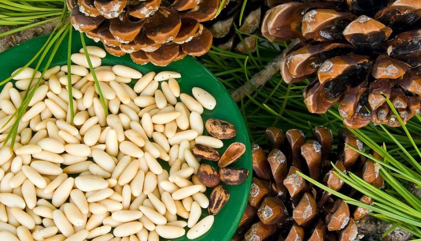 Горіхи сосни кедрової європейської Горіхи сосни кедрової європейської