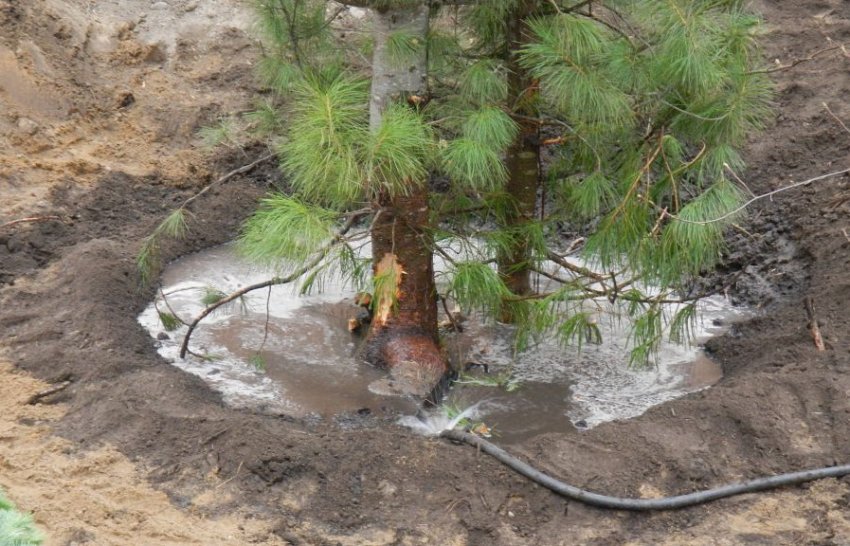 Полив сосни Полив сосни