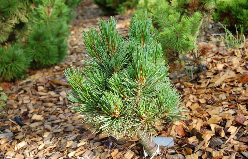 Мульчування сосни кедрової європейської Мульчування сосни кедрової європейської