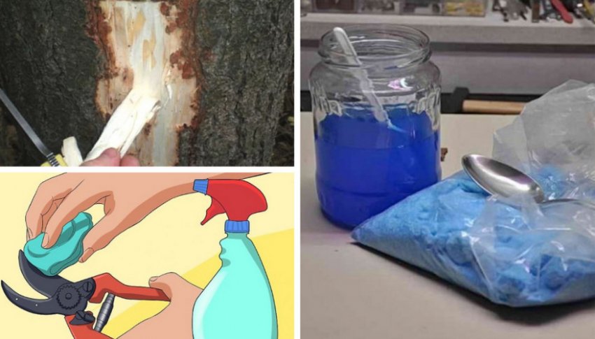 Боротьба з хворобами їли