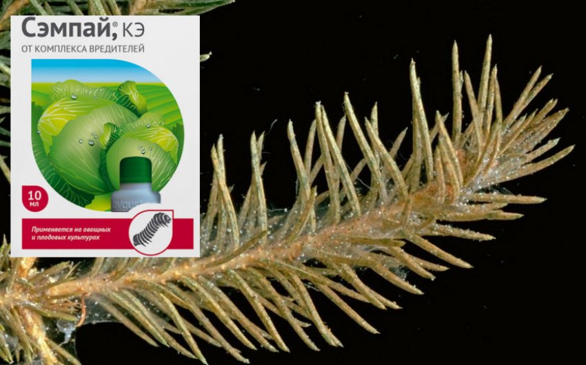 Боротьба з павутинним кліщем на ялині