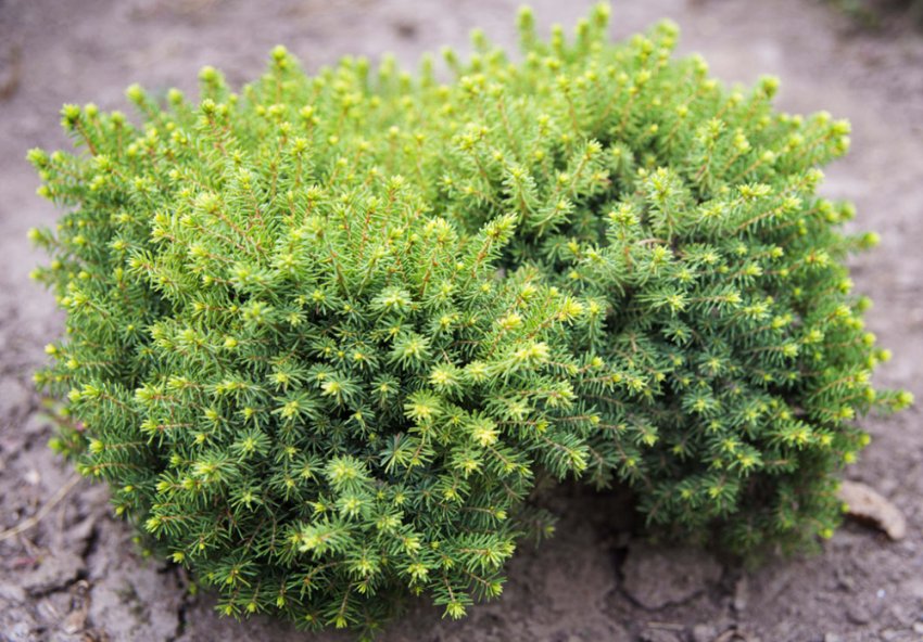 Ялина Літл Джем Ялина Літл Джем