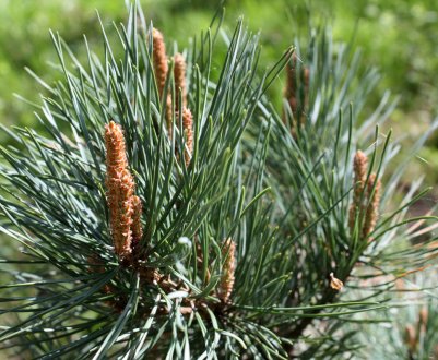 Схема життєвого циклу сосни звичайної