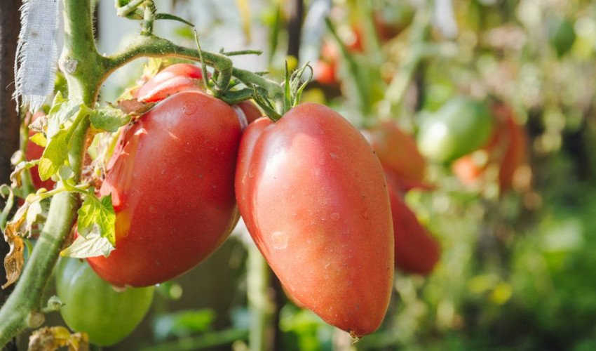 Томат Рожева Стелла Томат Рожева Стелла