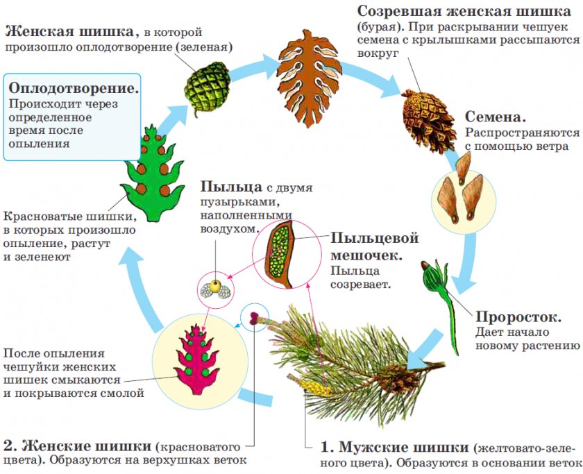 Жизненный цикл развития сосны обыкновенной: схема с подписями и описанием