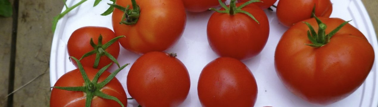 Томат «Яблунька Росії»: опис сорту, особливості вирощування та догляду
