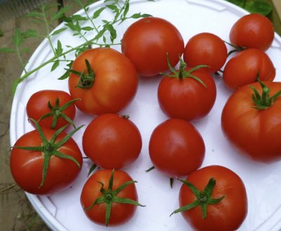 Томат «Яблунька Росії»: опис сорту, особливості вирощування та догляду