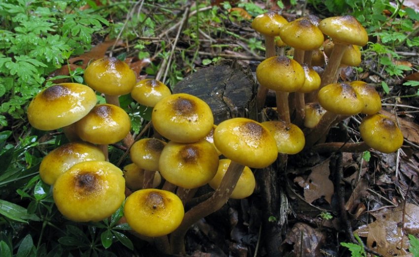 Опеньок медовий