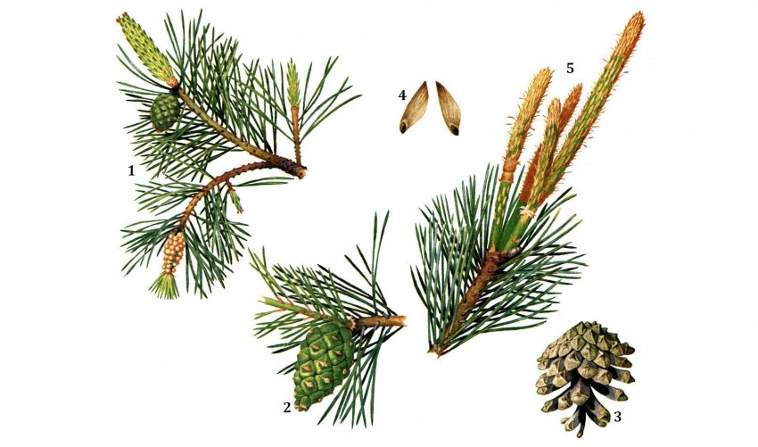 Сосна звичайна (Pinus sylvestris) Сосна звичайна (Pinus sylvestris)