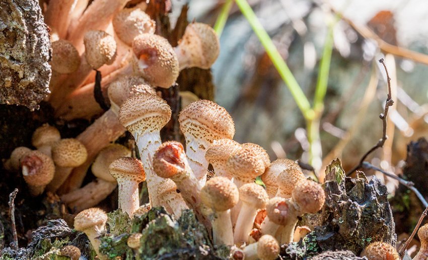 Опеньок північний