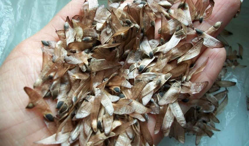 Насіння сосни звичайної Насіння сосни звичайної