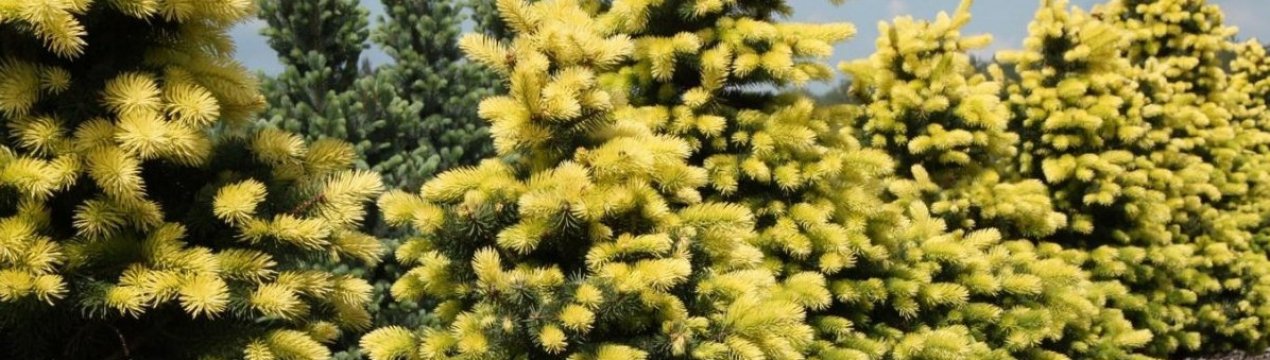 Опис ялини колючої сорти Майголд