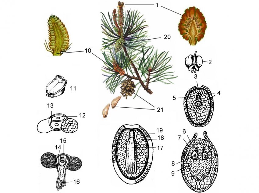 Цикл розмноження голонасінних Цикл розмноження голонасінних