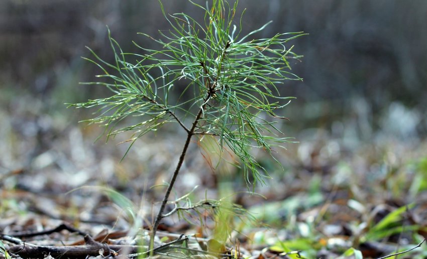 Проросток сосни звичайної Проросток сосни звичайної