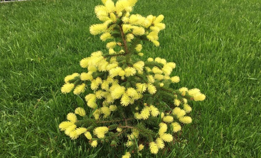 Ялина Майголд Ялина Майголд