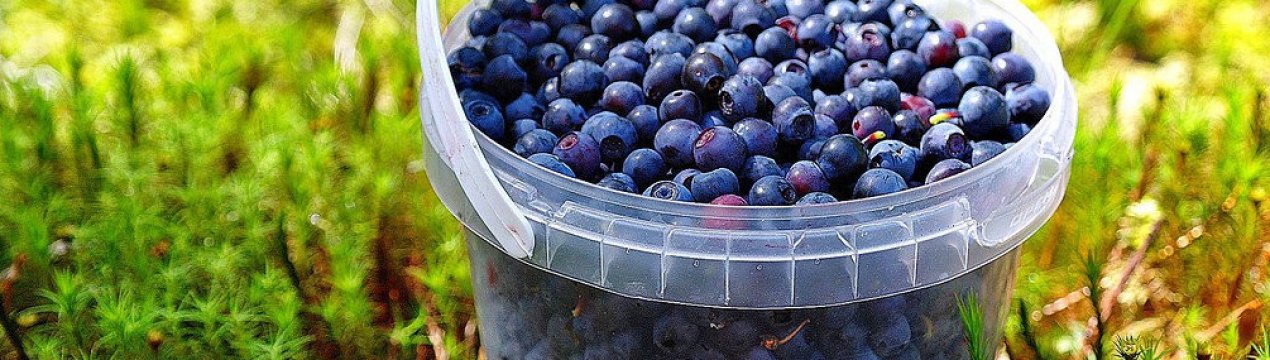 Найкращі рецепти чорничної настоянки